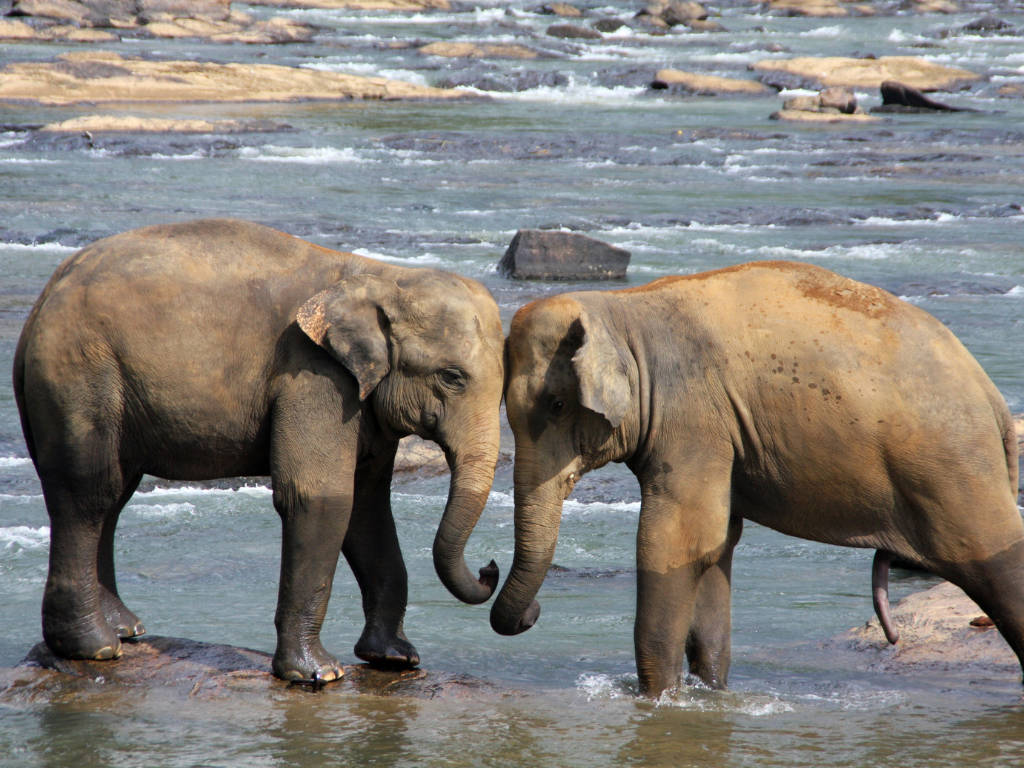 Gli Elefanti dello Sri Lanka